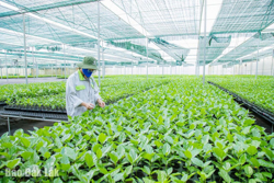 Phát triển ngành nông nghiệp theo hướng kinh tế xanh