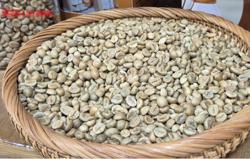 Giá cà phê hôm nay 7-10: Đồng loạt giảm sau những kỷ lục khó tin