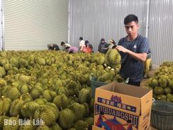 Xã Quảng Phú xây dựng 8 mã vùng trồng sầu riêng xuất khẩu