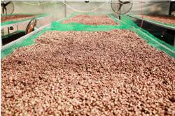 Giá cà phê hôm nay 8-10: Giảm mạnh, doanh nghiệp Việt lép vế cuối vụ