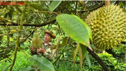 Giá sầu riêng hôm nay 8-10: Vượt 100.000 đồng/kg, nhà vườn trúng lớn
