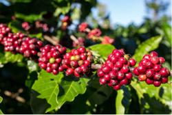 Giá cà phê hôm nay 9-10: Tăng rất mạnh, Robusta Việt có bị soán ngôi vua?