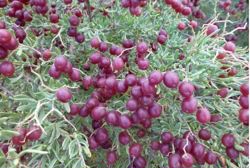 Một loài cây dại ở châu Á có thể là "thần dược" trị tiểu đường