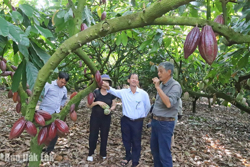 Phát triển ngành hàng ca cao gắn với giảm phát thải