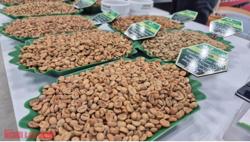 Giá cà phê hôm nay 11 -11: Tăng tiếp, Arabica lại vượt 9.000 USD/tấn