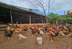 Khẩn trương khắc phục thiệt hại chăn nuôi sau mưa bão