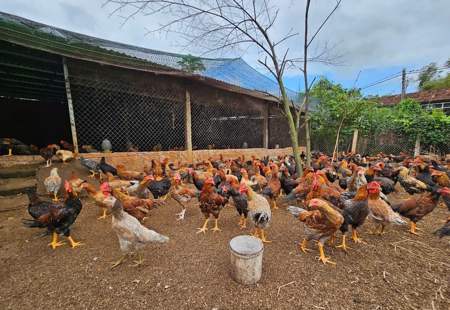 Khẩn trương khắc phục thiệt hại chăn nuôi sau mưa bão