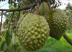 Sầu riêng Việt Nam giữ vị trí số 2 tại thị trường Trung Quốc