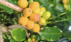 Giá cà phê hôm nay 12-11: Arabica lại tăng nóng, Robusta có diễn biến bất ngờ