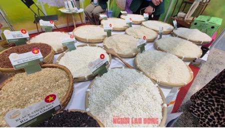 Chủ tịch VFA nói gì về việc Philippines dừng nhập khẩu gạo đến hết năm 2025?