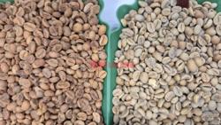 Giá cà phê hôm nay 13 -11: Đua nhau bán tháo, giá cà phê giảm cực mạnh