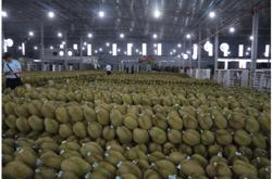 Sầu riêng Việt trước bài học lớn