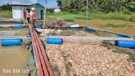 Người nuôi cá lồng bè lao đao sau lũ lớn