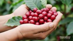 Xuất khẩu cà phê Việt Nam 10 tháng năm 2025 tăng trưởng khả quan