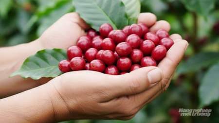 Xuất khẩu cà phê Việt Nam 10 tháng năm 2025 tăng trưởng khả quan