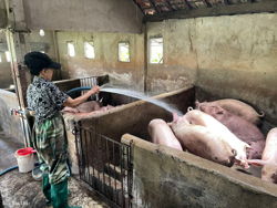 Đẩy mạnh công tác tuyên truyền phòng, chống bệnh dịch tả lợn châu Phi