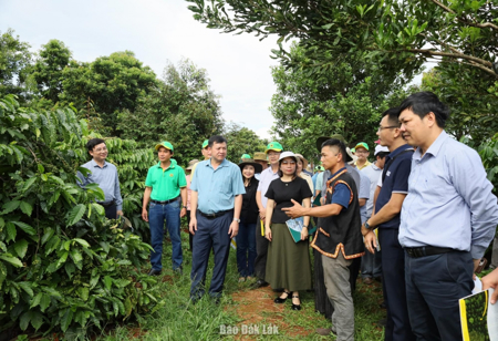 Khẩn trương triển khai các giải pháp thích ứng với Quy định EUDR