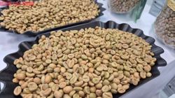 Giá cà phê hôm nay 15 -11: Bốc hơi theo thuế Mỹ