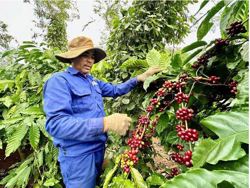 Nghịch lý cà phê Robusta Việt Nam
