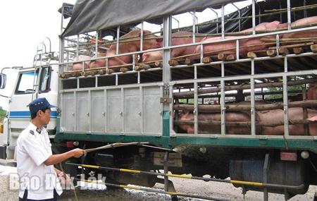 Phường Đông Hòa đề nghị người dân chủ động phòng, chống dịch tả heo châu Phi