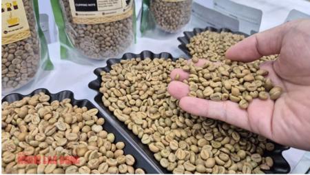 Giá cà phê hôm nay 17-11: Chủ tịch VICOFA nói gì khi giá cà phê giảm mạnh?