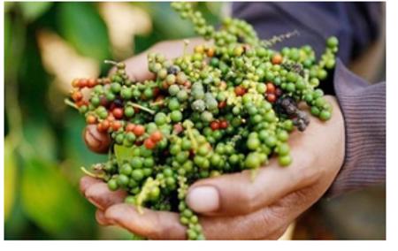 Giá tiêu tăng khi Mỹ giảm thuế