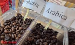 Giá cà phê hôm nay 19-11: Tiếp tục tăng cao