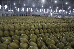 Mua hồ sơ xuất khẩu sầu riêng với giá... hàng trăm triệu đồng!