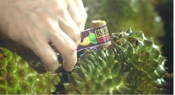 Cục Trồng trọt và Bảo vệ thực vật thông tin mới nhất về hoạt động kiểm nghiệm sầu riêng