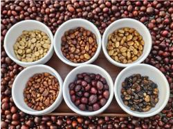 Giá cà phê hôm nay 21-11: Quay đầu tăng rất mạnh