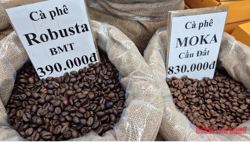 Giá cà phê hôm nay 22-11: Giảm mạnh khi Mỹ xóa thuế cho cà phê Brazil