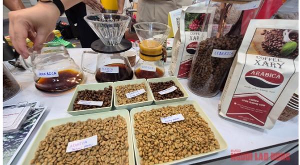 Giá cà phê hôm nay 24-11: Tuần mới sẽ ra sao?