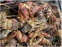 Đắk Lắk: Tôm hùm chết trắng sau lũ, người dân suy sụp