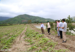 Nông nghiệp Đắk Lắk thiệt hại ước tính hơn 4.300 tỷ đồng do mưa lũ