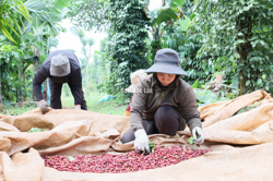 Đắk Lắk: Quyết liệt các giải pháp sản xuất, tiêu thụ cà phê niên vụ 2025 – 2026