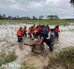 Sẵn sàng vật tư xử lý môi trường chăn nuôi cho các địa bàn bị mưa lũ