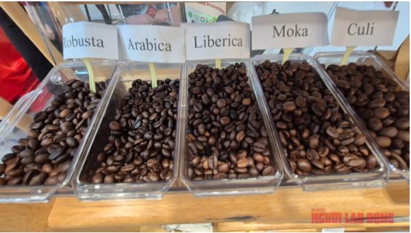 Giá cà phê hôm nay 26-11: Tăng 3 con số trở lại