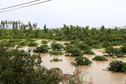 Triển khai các biện pháp cấp bách để khôi phục sản xuất sau mưa lũ