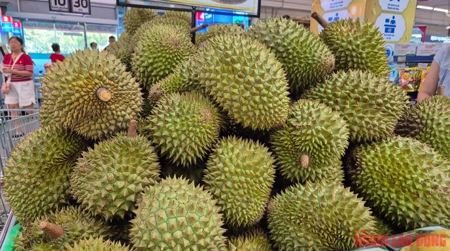 Giá sầu riêng tăng vọt nhưng nông dân vẫn kém vui