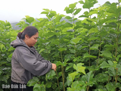 Trồng dâu nuôi tằm - Hướng phát triển mới của nông dân Đắk Phơi