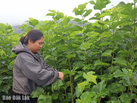 Trồng dâu nuôi tằm - Hướng phát triển mới của nông dân Đắk Phơi