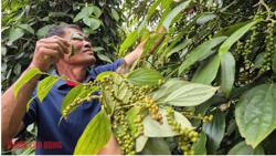 Không ít đại lý tạm ngưng thu mua tiêu và nại lý do này