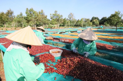 Ngành cà phê Việt Nam lập kỷ lục xuất khẩu mới với trên 8,4 tỷ USD