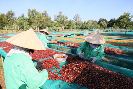 Ngành cà phê Việt Nam lập kỷ lục xuất khẩu mới với trên 8,4 tỷ USD