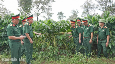 Diệt rệp sáp cà phê bằng chế phẩm hữu cơ tự chế