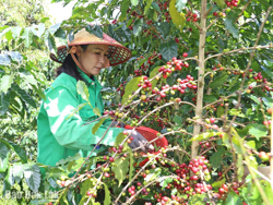 Nông dân vui, doanh nghiệp thêm áp lực