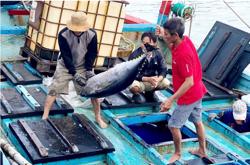 Tây Nguyên - Nam Trung Bộ: Cực tăng trưởng mới : Xây dựng chuỗi giá trị