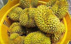 Lời cảnh tỉnh cho ngành sầu riêng