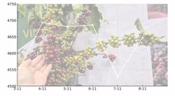 Giá cà phê hôm nay 8 -11: Quay đầu tăng mạnh