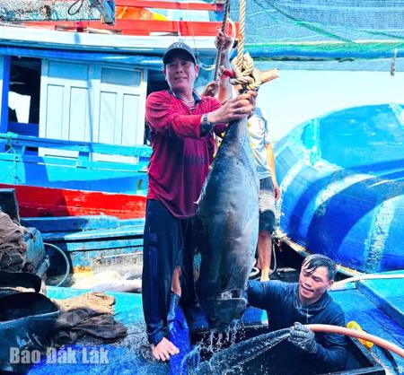 Triển khai quyết liệt các nhiệm vụ cấp bách chống khai thác IUU